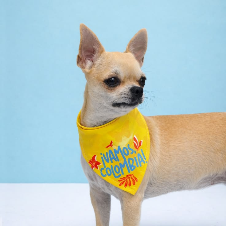 🇨🇴🐶 PAÑOLETA PERRITOS COLOMBIA – EL ACCESORIO MUNDIALISTA MÁS TIERNO ⚽🔥